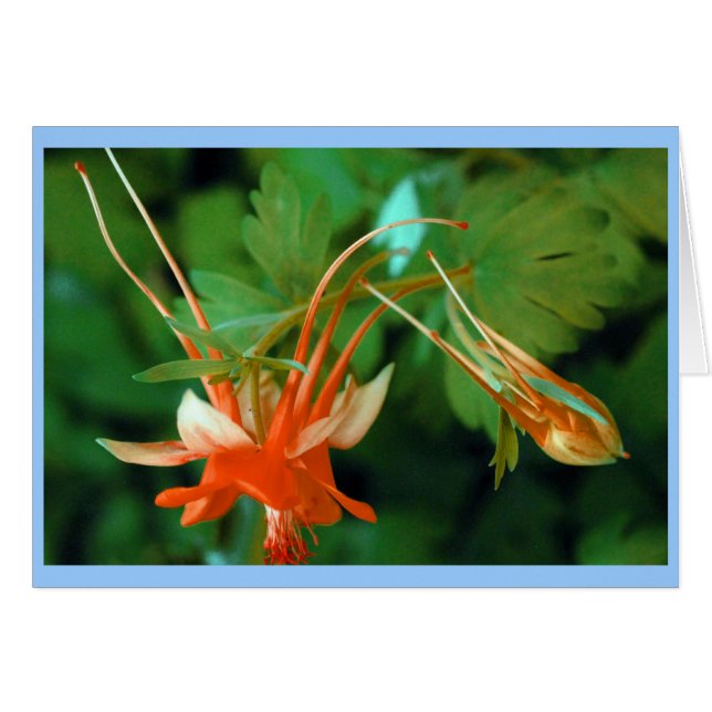Columbine (Voorkant Horizontaal)