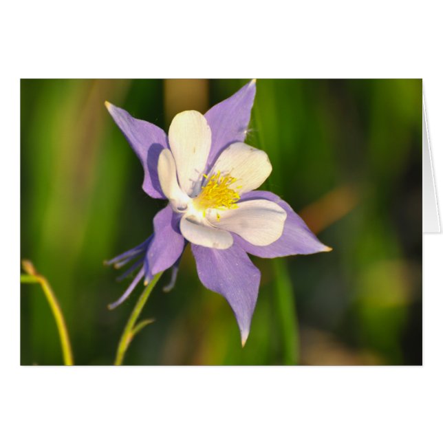 Columbine (Voorkant Horizontaal)