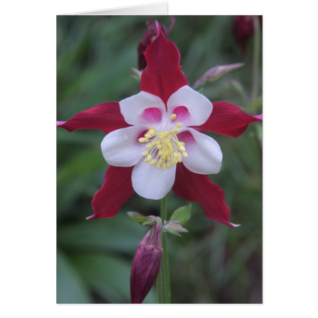 Columbine (Voorkant)