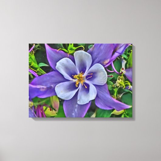 Columbine bloem canvas wrap afdruk (Voorkant)