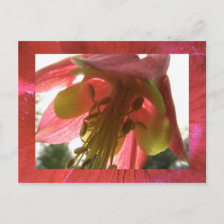 columbine briefkaart