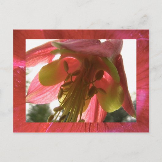 columbine briefkaart (Voorkant)