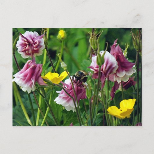 Columbine Briefkaart (Voorkant)