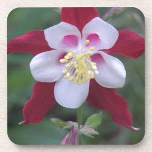 Columbine Drankjes Onderzetter