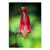 Columbine Flower Photography Note Card (Voorkant)