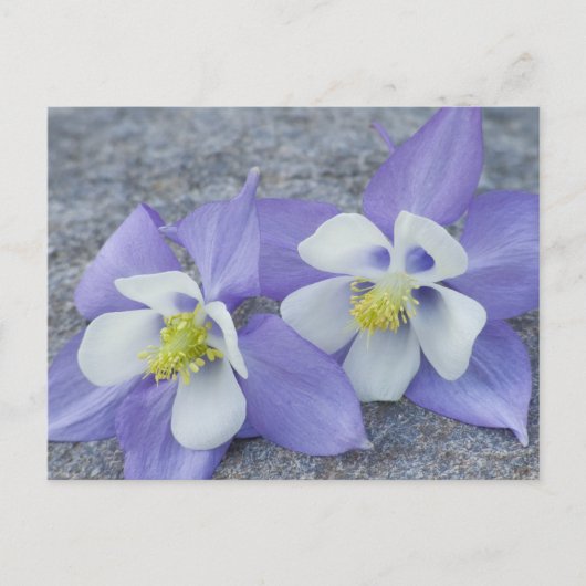Columbine Flowers Briefkaart (Voorkant)