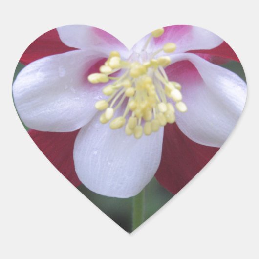 Columbine Hart Sticker (Voorkant)