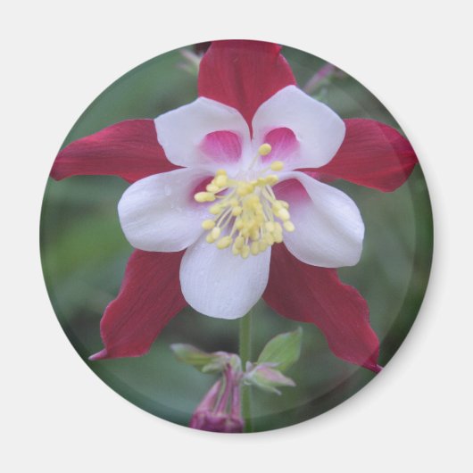 Columbine Magneet (Voorkant)