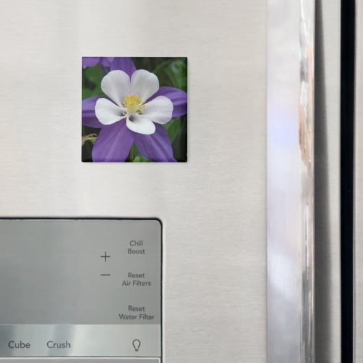 Columbine Paars en White Flower Magnet (Insitu (Koelkast))