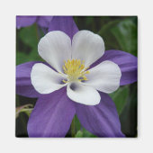 Columbine Paars en White Flower Magnet (Voorkant)