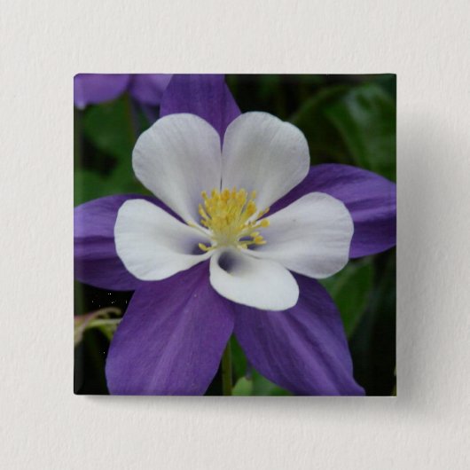 Columbine Paarse en witte bloem Button (Voorkant)