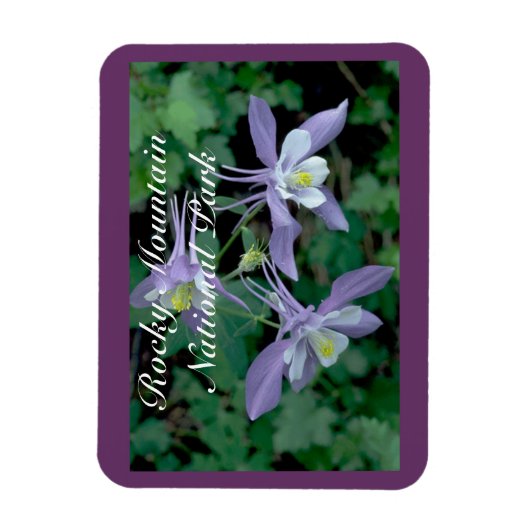 Columbine Rocky Mountain National Park Magneet (Verticaal)