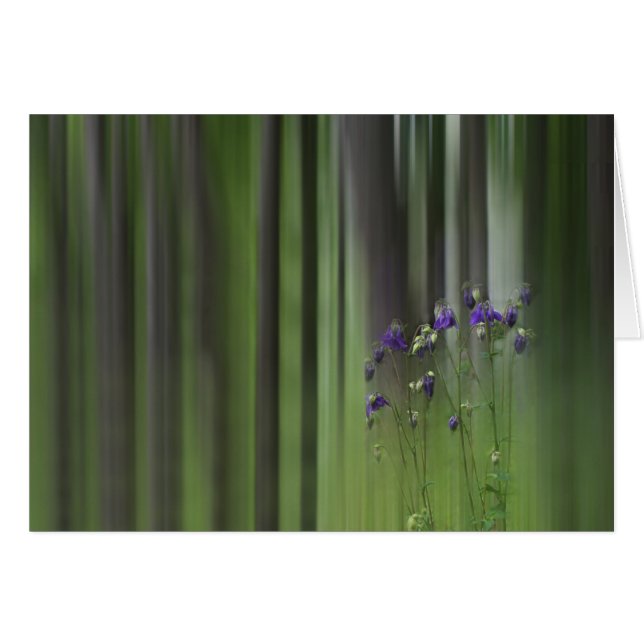 Columbine Spring (Voorkant Horizontaal)