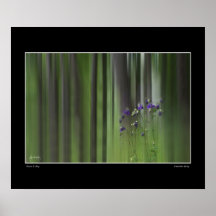 Columbine Spring