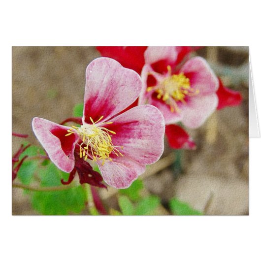 Columbine ventilator alle keren (Voorkant Horizontaal)