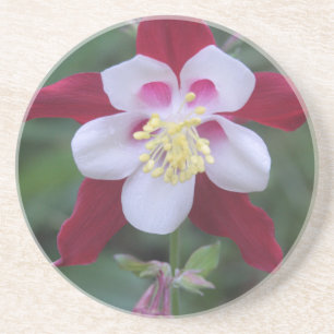 Columbine Zandsteen Onderzetter