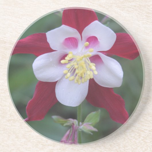 Columbine Zandsteen Onderzetter (Voorkant)