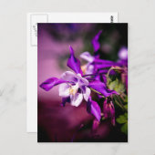 ColumbineBriefkaart Briefkaart (Voorkant / Achterkant)