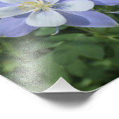 Columbinefotouitbreiding Foto Afdruk (Hoek)