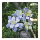 Columbinefotouitbreiding Foto Afdruk (Voorkant)