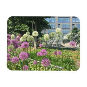 Columbus Cirkel NYC Allium Fountain Flowers Foto Magneet