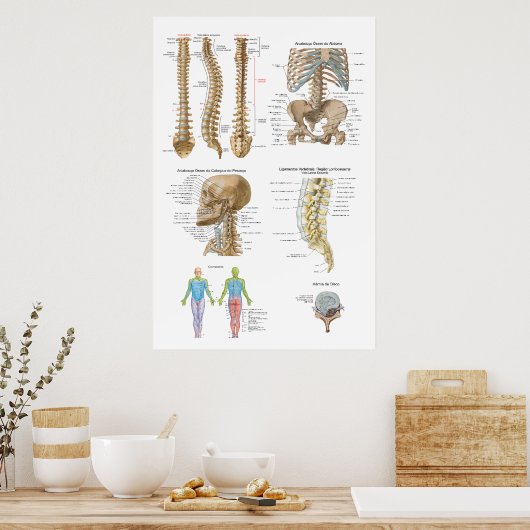 Coluna vertebral, Quiropraxia Poster (Keuken)