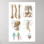 Coluna vertebral, Quiropraxia Poster (Voorkant)