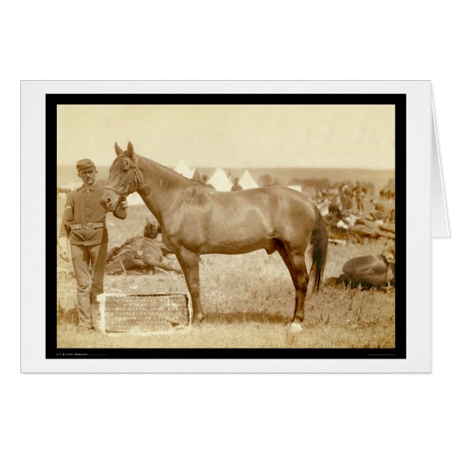 Comanche, landpaard SD 1887 (Voorkant Horizontaal)