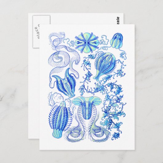 Comb Jellies Briefkaart (Voorkant / Achterkant)