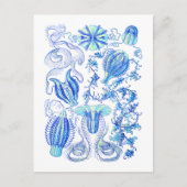 Comb Jellies Briefkaart (Voorkant)