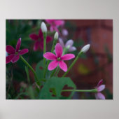 Combretum indicum poster (Voorkant)