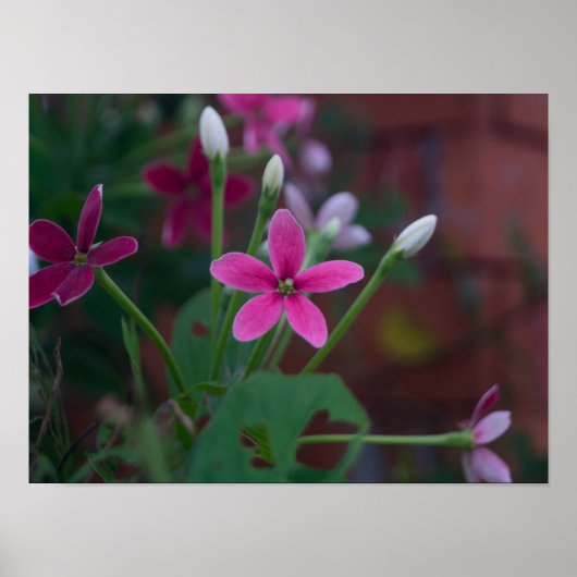 Combretum indicum poster (Voorkant)