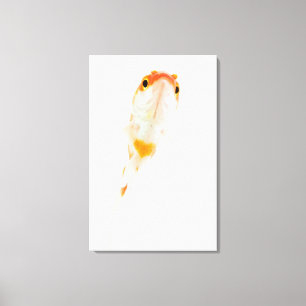 Comet/Comet-tailed goudvis Canvas Afdruk