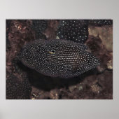 Comet Poster (Voorkant)