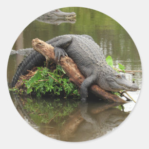 Comformeer Cozy Gator-Stickers Ronde Sticker
