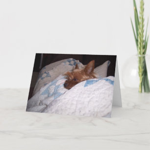 Comfort van Alfie Kaart