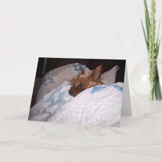 Comfort van Alfie Kaart