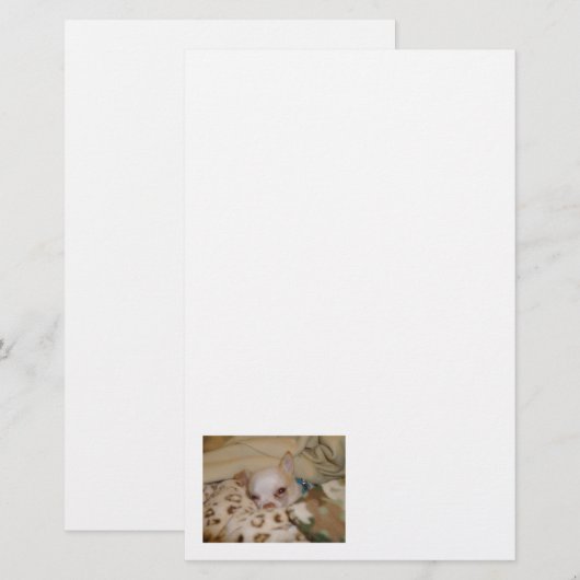 Comfortabel Chihuahua Stationery Briefpapier (Voorkant / Achterkant)