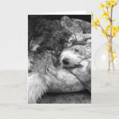 Comfortabele Snooze Old English Sheepdog Kaart (Gele Bloem)