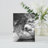 Comfortabele snuze oude Engelse Sheepdog Briefkaart (Staand voorkant)
