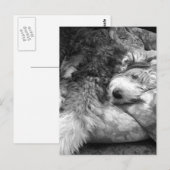 Comfortabele snuze oude Engelse Sheepdog Briefkaart (Voorkant / Achterkant)