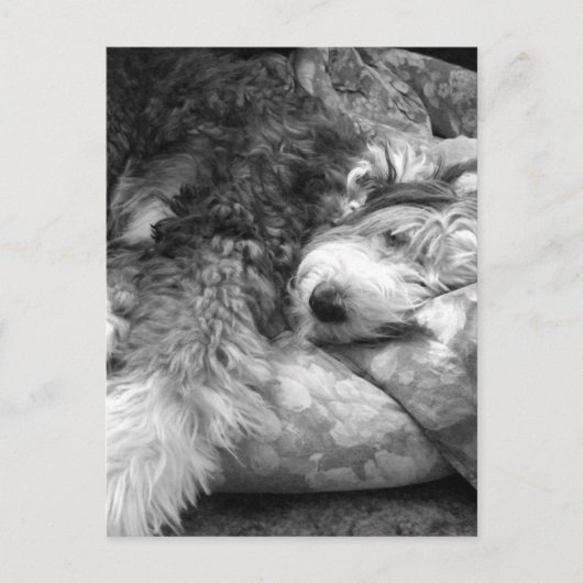 Comfortabele snuze oude Engelse Sheepdog Briefkaart (Voorkant)