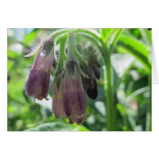 Comfrey Flowers (Voorkant Horizontaal)