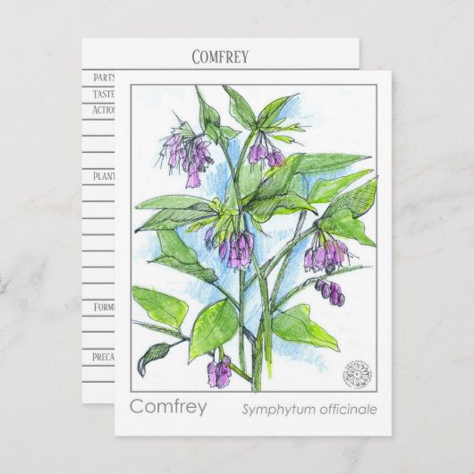 Comfrey Materia Medica Herbal Study Plant Kaart (Voorkant / Achterkant)
