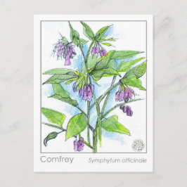 Comfrey Materia Medica Herbal Study Plant Kaart