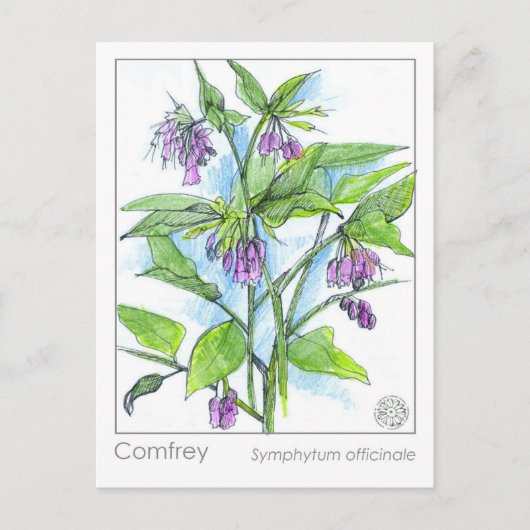 Comfrey Materia Medica Herbal Study Plant Kaart (Voorkant)