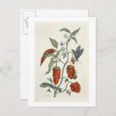 Comfrey uit 'A Curious Herbal', 1782 (color eng Briefkaart (Voorkant / Achterkant)