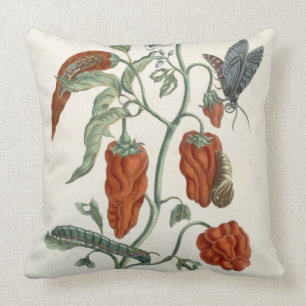 Comfrey uit 'A Curious Herbal', 1782 (color eng Kussen
