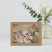 Comfy Chihuahua Briefkaart (Staand voorkant)