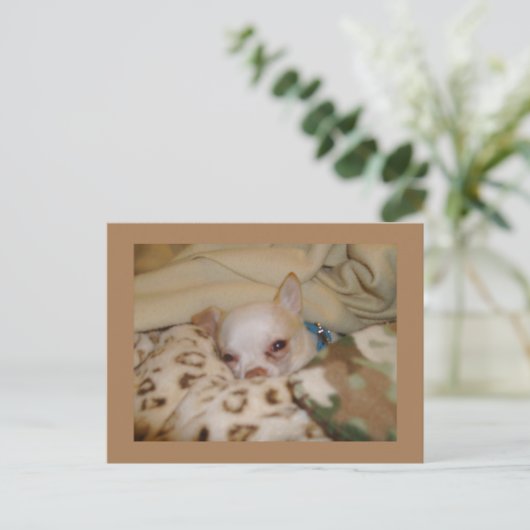 Comfy Chihuahua Briefkaart (Staand voorkant)